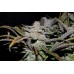 Cream Cookies Auto - FastBuds